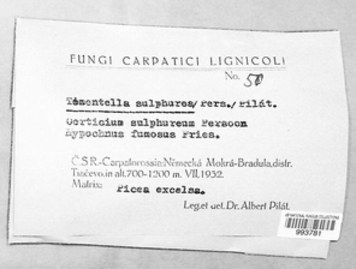 Phlebiella sulphurea image